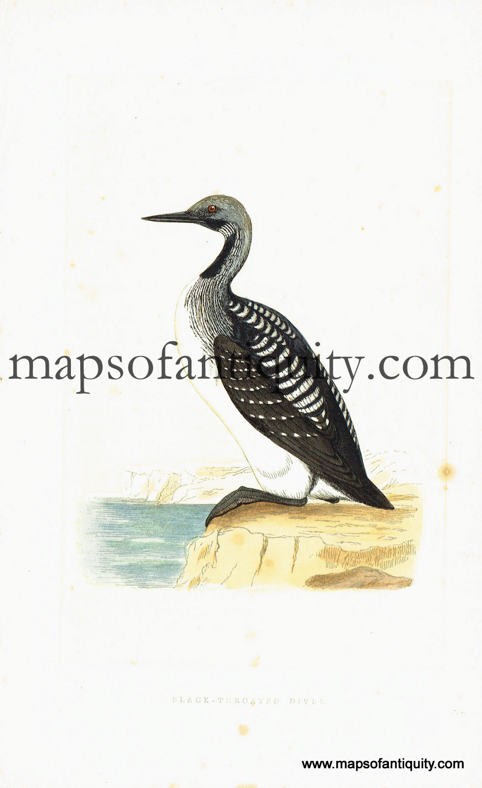 Antique-Hand-Colored-Engraved-Illustration-Black-throated-Diver-Antique-Prints-Natural-History-Birds-c.-1860-Morris-Maps-Of-Antiquity