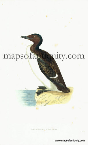 Antique-Hand-Colored-Engraved-Illustration-Brunnich's-Guillemot-Antique-Prints-Natural-History-Birds-c.-1860-Morris-Maps-Of-Antiquity
