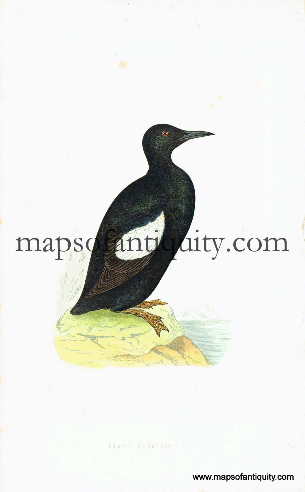 Antique-Hand-Colored-Engraved-Illustration-Black-Guillemot-Antique-Prints-Natural-History-Birds-c.-1860-Morris-Maps-Of-Antiquity