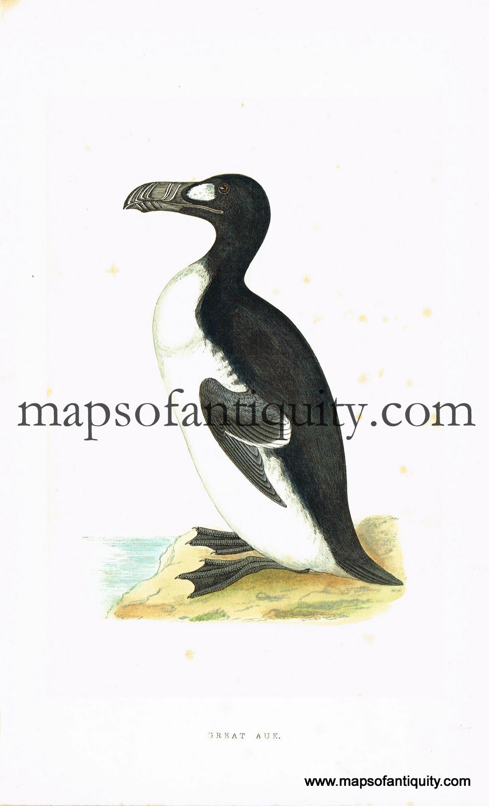 Antique-Hand-Colored-Engraved-Illustration-Great-Auk-Antique-Prints-Natural-History-Birds-c.-1860-Morris-Maps-Of-Antiquity