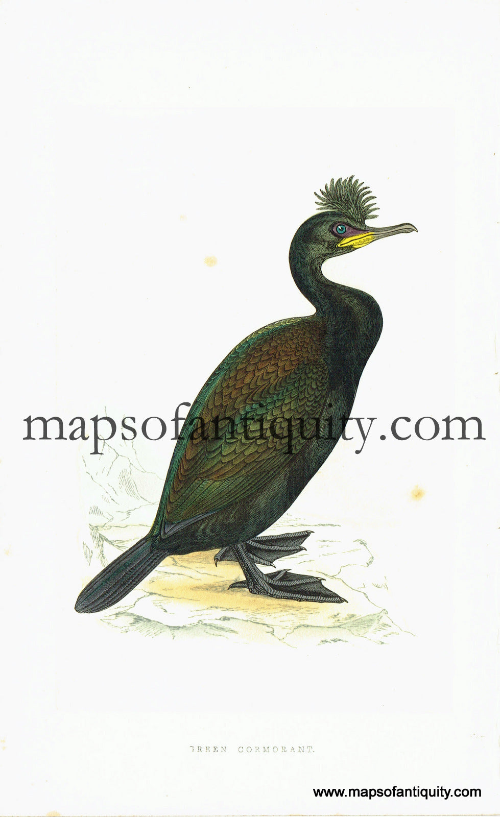 Antique-Hand-Colored-Engraved-Illustration-Green-Cormorant-Antique-Prints-Natural-History-Birds-c.-1860-Morris-Maps-Of-Antiquity