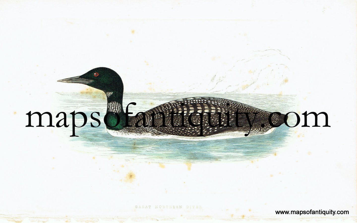 Antique-Hand-Colored-Engraved-Illustration-Great-Northern-Diver-Antique-Prints-Natural-History-Birds-c.-1860-Morris-Maps-Of-Antiquity