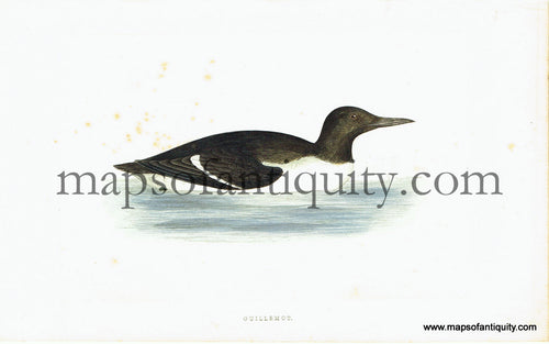 Antique-Hand-Colored-Engraved-Illustration-Guillemot-Antique-Prints-Natural-History-Birds-c.-1860-Morris-Maps-Of-Antiquity