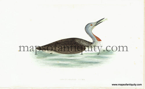 Antique-Hand-Colored-Engraved-Illustration-Red-throated-Diver-Antique-Prints-Natural-History-Birds-c.-1860-Morris-Maps-Of-Antiquity