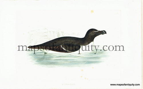Antique-Hand-Colored-Engraved-Illustration-Razor-bill-Antique-Prints-Natural-History-Birds-c.-1860-Morris-Maps-Of-Antiquity