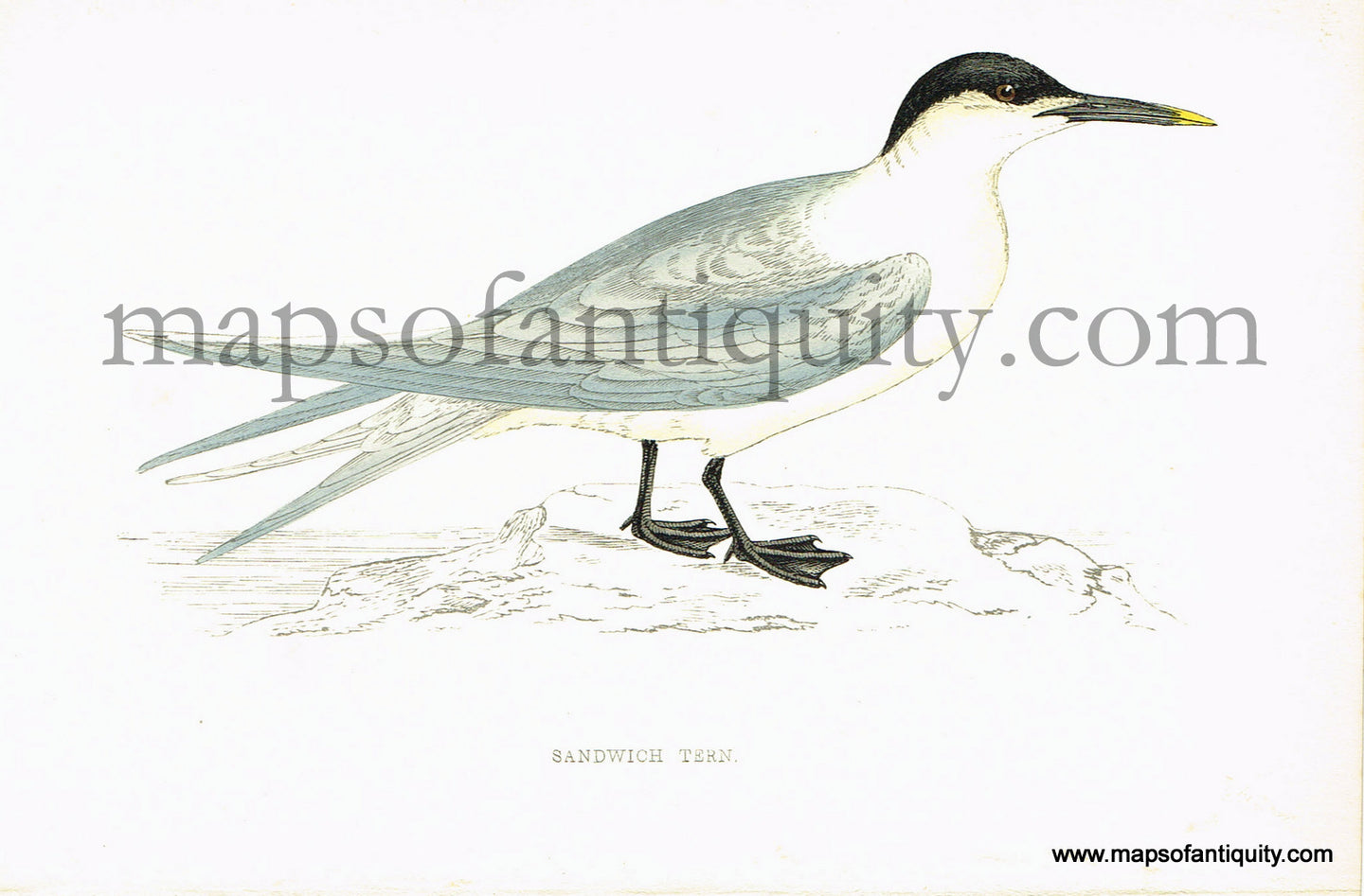 Antique-Hand-Colored-Engraved-Illustration-Sandwich-Tern-Antique-Prints-Natural-History-Birds-1867-Morris-Maps-Of-Antiquity