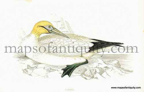 Antique-Hand-Colored-Engraved-Illustration-Gannet-Antique-Prints-Natural-History-Birds-1867-Morris-Maps-Of-Antiquity