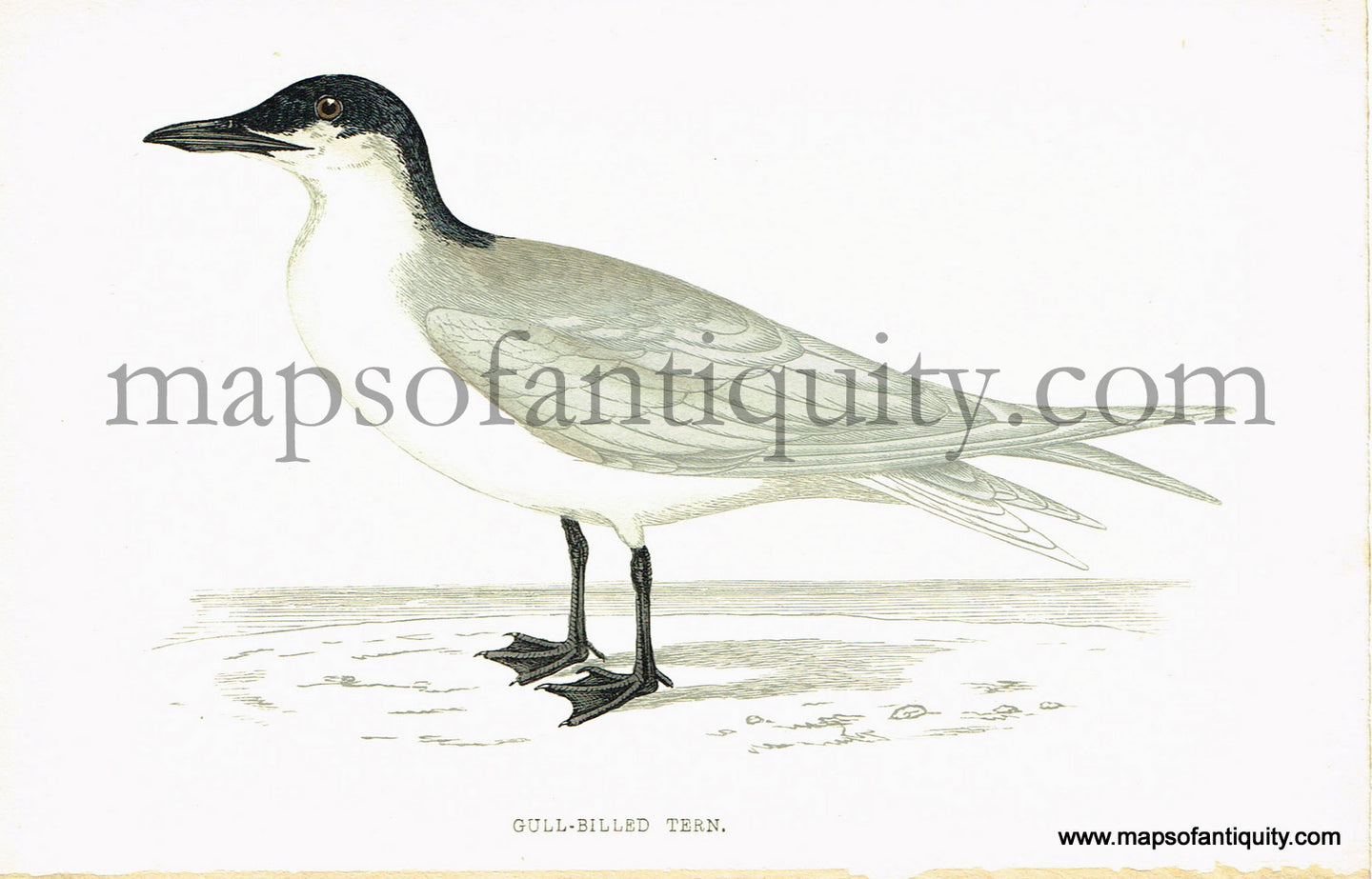 Antique-Hand-Colored-Engraved-Illustration-Gull-billed-Tern-Antique-Prints-Natural-History-Birds-1867-Morris-Maps-Of-Antiquity