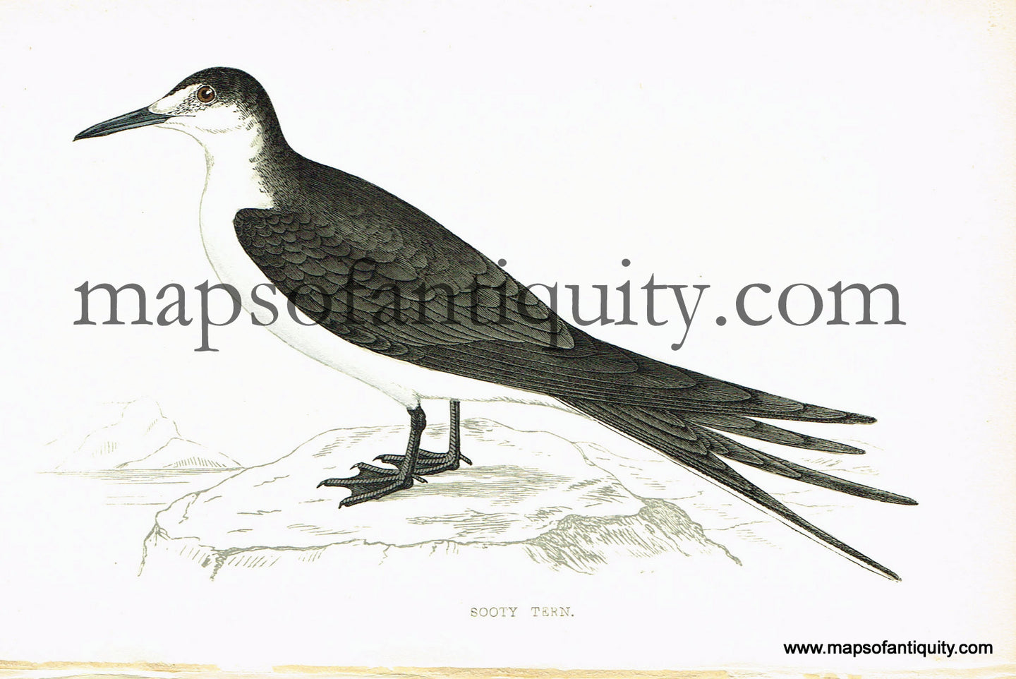 Antique-Hand-Colored-Engraved-Illustration-Sooty-Tern-Antique-Prints-Natural-History-Birds-1867-Morris-Maps-Of-Antiquity
