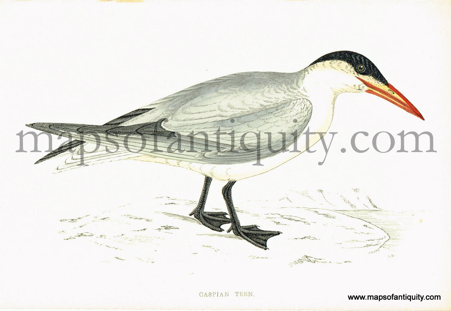 Antique-Hand-Colored-Engraved-Illustration-Caspian-Tern-Antique-Prints-Natural-History-Birds-1867-Morris-Maps-Of-Antiquity