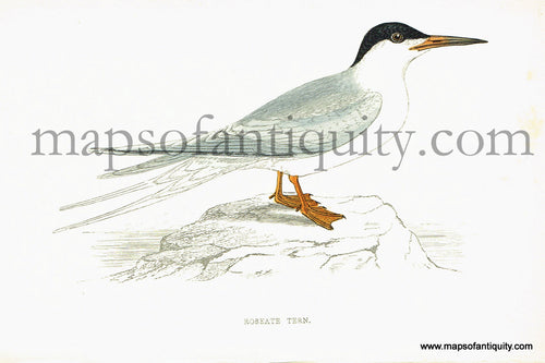Antique-Hand-Colored-Engraved-Illustration-Roseate-Tern-Antique-Prints-Natural-History-Birds-1867-Morris-Maps-Of-Antiquity