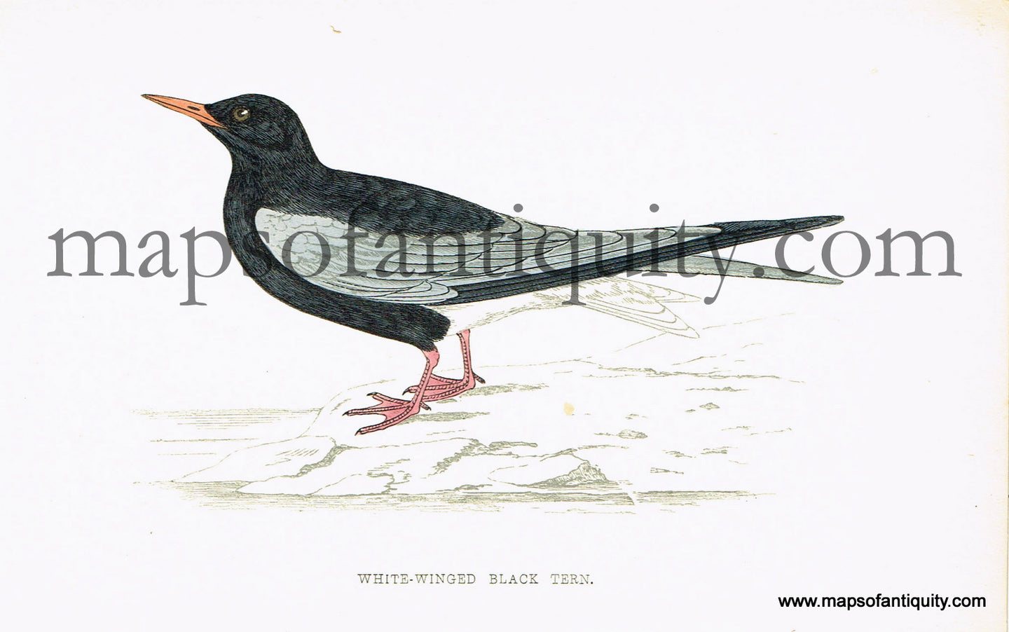 Antique-Hand-Colored-Engraved-Illustration-White-winged-Black-Tern-Antique-Prints-Natural-History-Birds-1867-Morris-Maps-Of-Antiquity