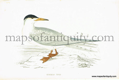 Antique-Hand-Colored-Engraved-Illustration-Common-Tern-Antique-Prints-Natural-History-Birds-1867-Morris-Maps-Of-Antiquity