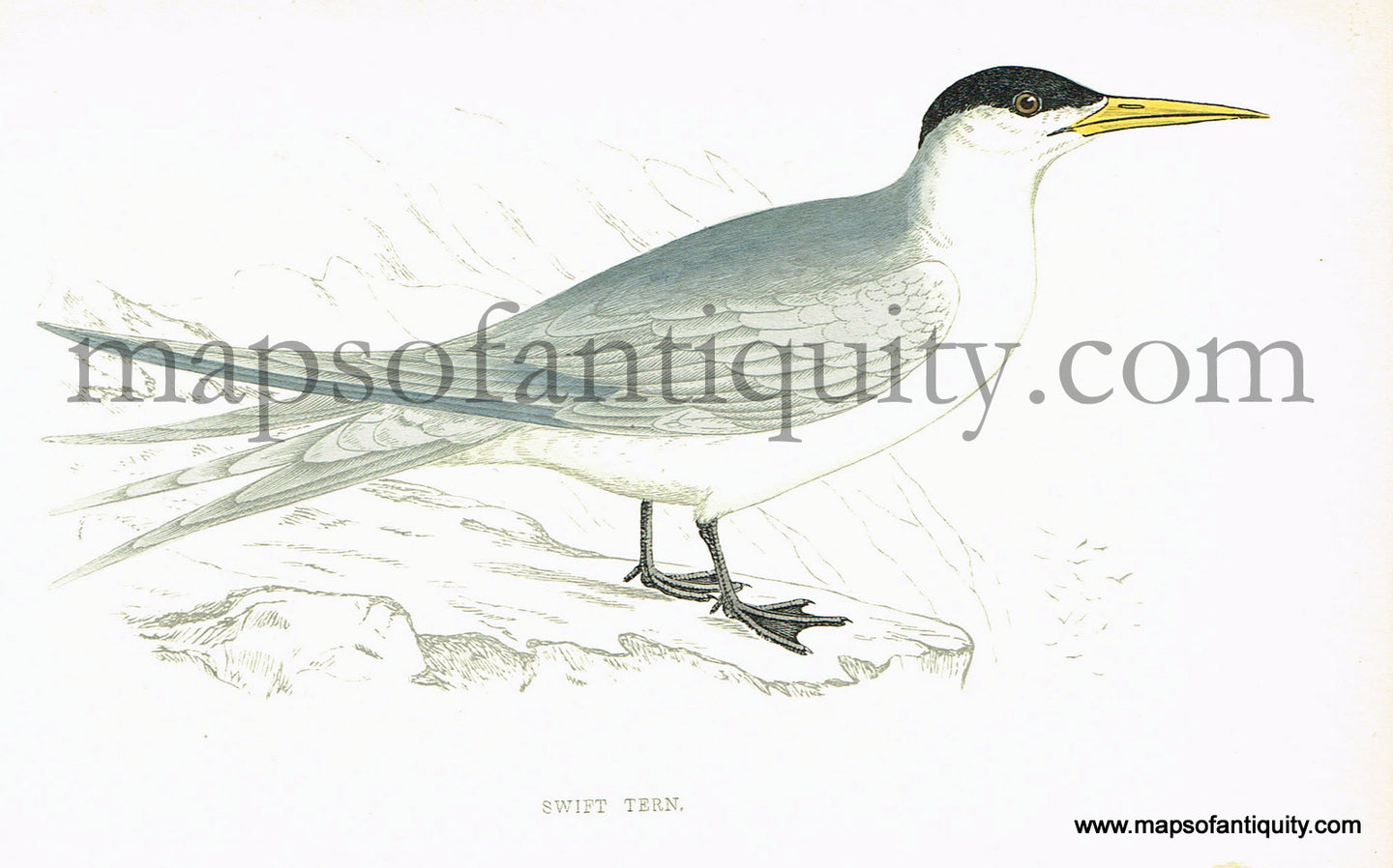 Antique-Hand-Colored-Engraved-Illustration-Swift-Tern-Antique-Prints-Natural-History-Birds-1867-Morris-Maps-Of-Antiquity