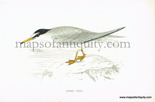 Antique-Hand-Colored-Engraved-Illustration-Lesser-Tern-Antique-Prints-Natural-History-Birds-1867-Morris-Maps-Of-Antiquity