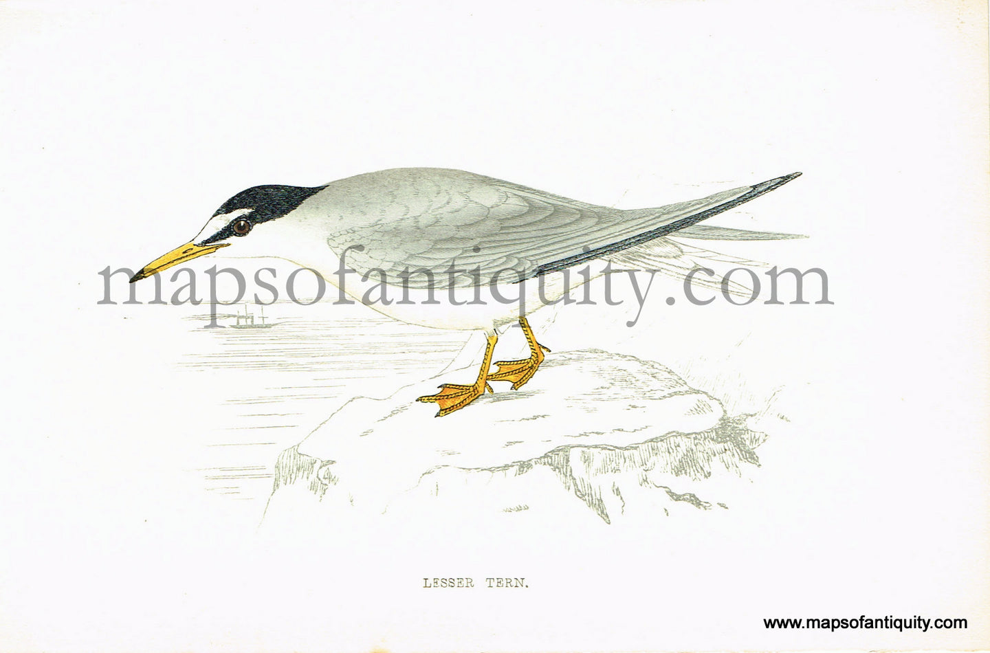 Antique-Hand-Colored-Engraved-Illustration-Lesser-Tern-Antique-Prints-Natural-History-Birds-1867-Morris-Maps-Of-Antiquity