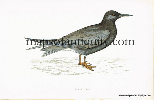 Antique-Hand-Colored-Engraved-Illustration-Black-Tern-Antique-Prints-Natural-History-Birds-1867-Morris-Maps-Of-Antiquity