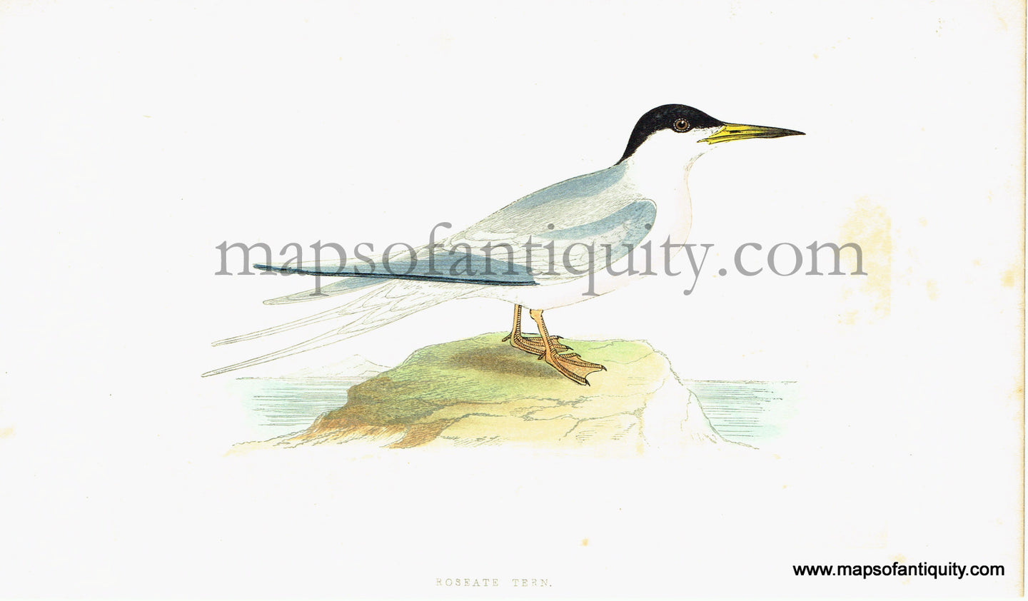 Antique-Hand-Colored-Engraved-Illustration-Roseate-Tern-Antique-Prints-Natural-History-Birds-c.-1860-Morris-Maps-Of-Antiquity