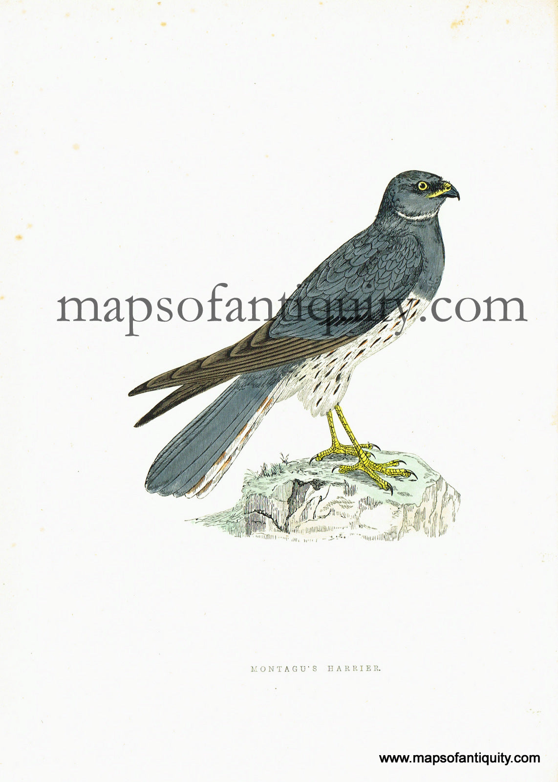 Antique-Hand-Colored-Engraved-Illustration-Montagu's-Harrier-Antique-Prints-Natural-History-Birds-c.-1880-Morris-Maps-Of-Antiquity