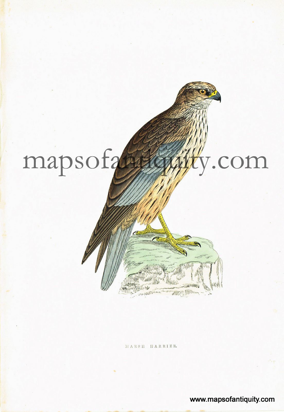 Antique-Hand-Colored-Engraved-Illustration-Marsh-Harrier-Antique-Prints-Natural-History-Birds-c.-1880-Morris-Maps-Of-Antiquity