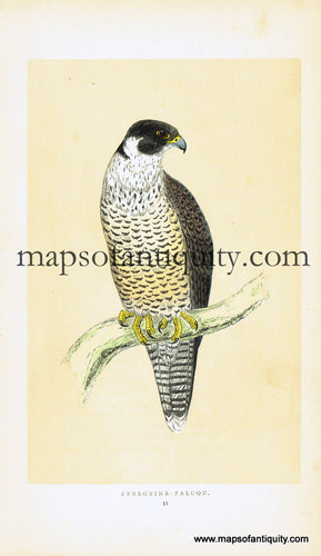 Antique-Hand-Colored-Engraved-Illustration-Peregrine-falcon-Antique-Prints-Natural-History-Birds-c.-1860-Morris-Maps-Of-Antiquity