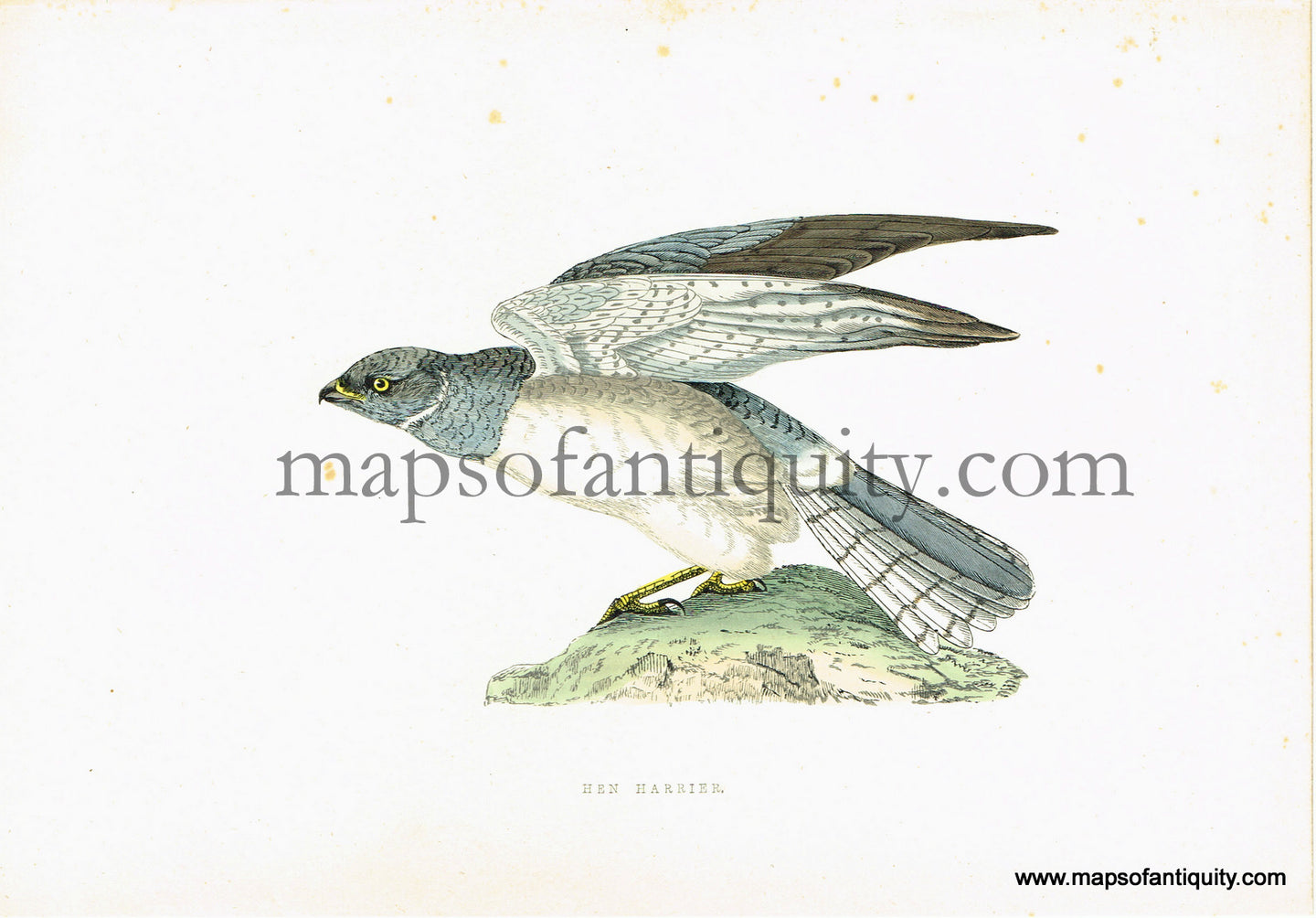 Antique-Hand-Colored-Engraved-Illustration-Hen-Harrier-Antique-Prints-Natural-History-Birds-c.-1880-Morris-Maps-Of-Antiquity