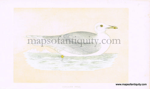 Antique-Hand-Colored-Engraved-Illustration-Iceland-Gull-Antique-Prints-Natural-History-Birds-c.-1860-Morris-Maps-Of-Antiquity