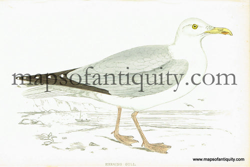 Antique-Hand-Colored-Engraved-Illustration-Herring-Gull-Antique-Prints-Natural-History-Birds-1867-Morris-Maps-Of-Antiquity