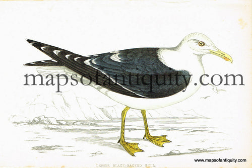 Antique-Hand-Colored-Engraved-Illustration-Lesser-Black-backed-Gull-Antique-Prints-Natural-History-Birds-1867-Morris-Maps-Of-Antiquity