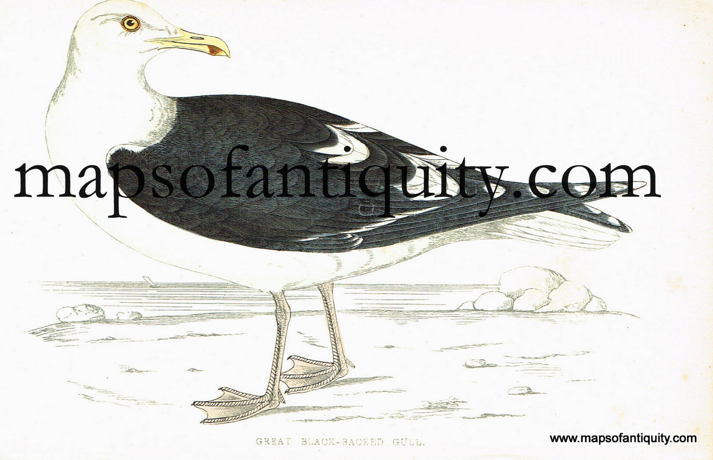 Antique-Hand-Colored-Engraved-Illustration-Great-Black-backed-Gull-Antique-Prints-Natural-History-Birds-1867-Morris-Maps-Of-Antiquity