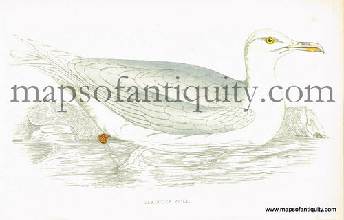 Antique-Hand-Colored-Engraved-Illustration-Glaucous-Gull-Antique-Prints-Natural-History-Birds-1867-Morris-Maps-Of-Antiquity