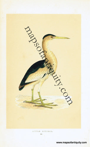 Antique-Hand-Colored-Engraved-Illustration-Little-Bittern-Antique-Prints-Natural-History-Birds-1851-Morris-Maps-Of-Antiquity