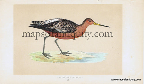 Antique-Hand-Colored-Engraved-Illustration-Bar-tailed-Godwit-Antique-Prints-Natural-History-Birds-1851-Morris-Maps-Of-Antiquity