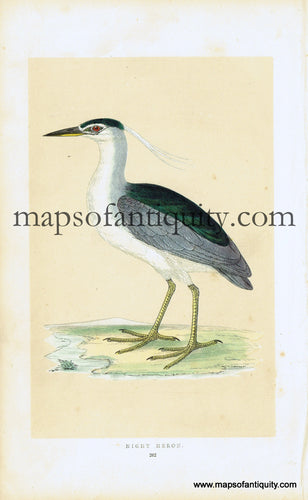 Antique-Hand-Colored-Engraved-Illustration-Night-Heron-Antique-Prints-Natural-History-Birds-1851-Morris-Maps-Of-Antiquity