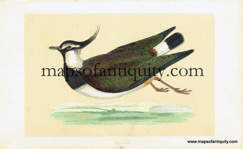 Antique-Hand-Colored-Engraved-Illustration-Peewit-Antique-Prints-Natural-History-Birds-1851-Morris-Maps-Of-Antiquity