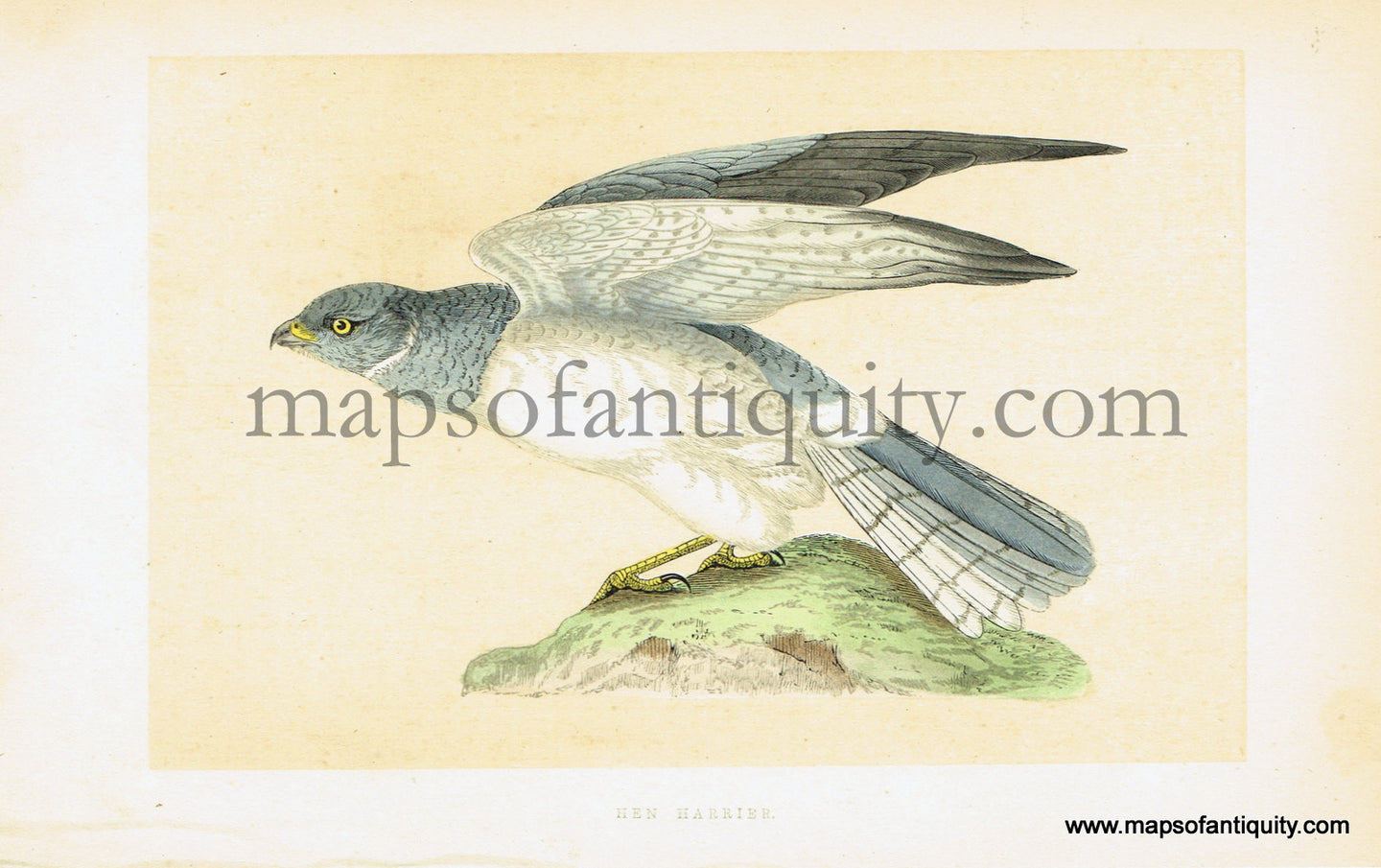 Antique-Hand-Colored-Engraved-Illustration-Hen-Harrier-Antique-Prints-Natural-History-Birds-1851-Morris-Maps-Of-Antiquity