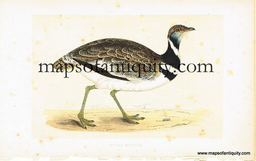 Antique-Hand-Colored-Engraved-Illustration-Little-Bustard-Antique-Prints-Natural-History-Birds-1851-Morris-Maps-Of-Antiquity
