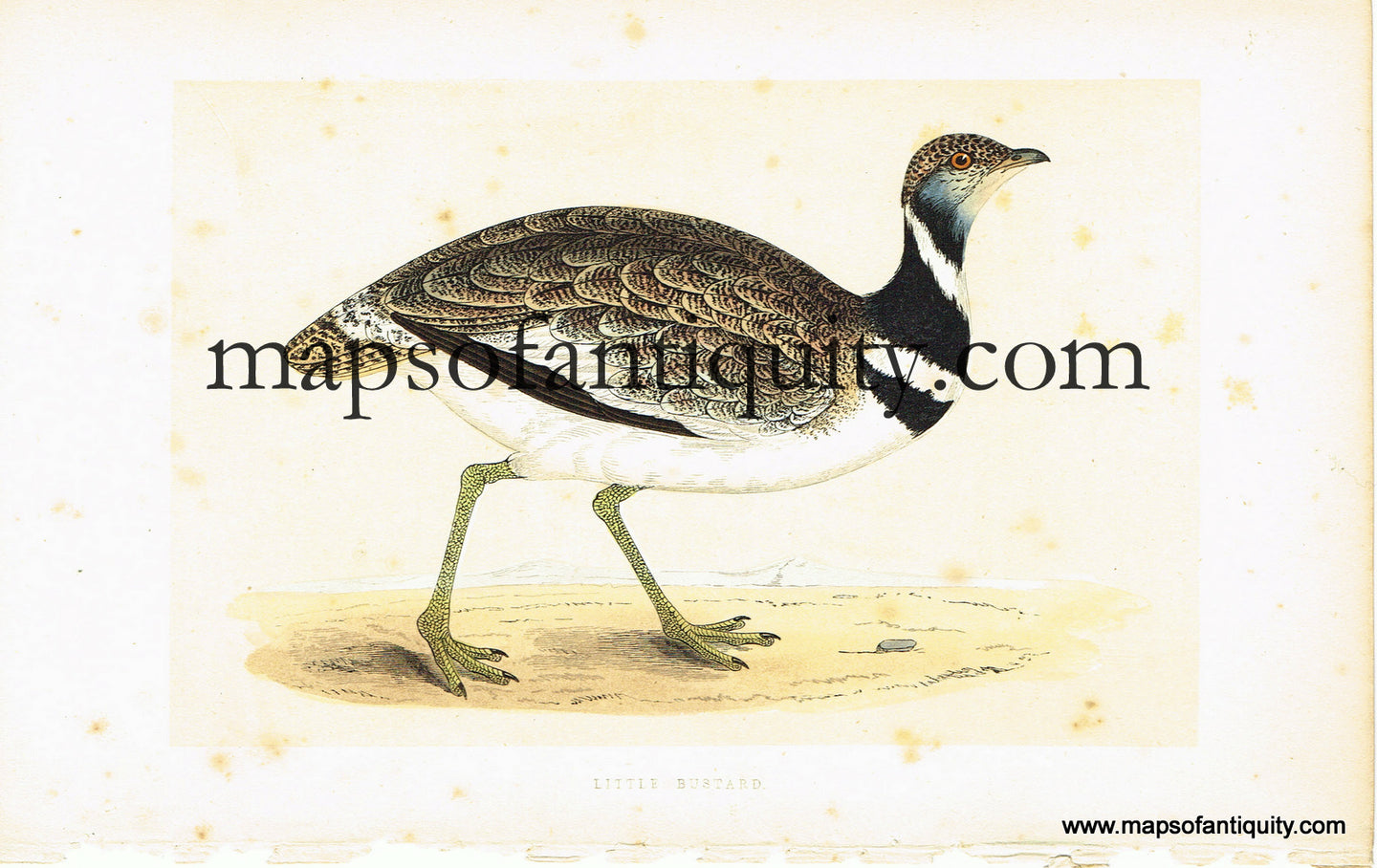 Antique-Hand-Colored-Engraved-Illustration-Little-Bustard-Antique-Prints-Natural-History-Birds-1851-Morris-Maps-Of-Antiquity