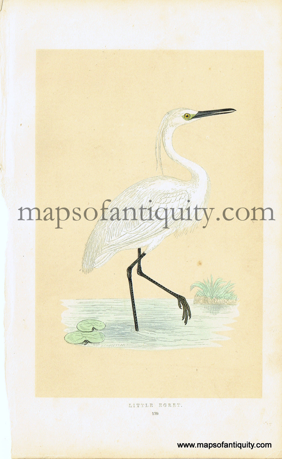 Antique-Hand-Colored-Engraved-Illustration-Little-Egret-Antique-Prints-Natural-History-Birds-1851-Morris-Maps-Of-Antiquity