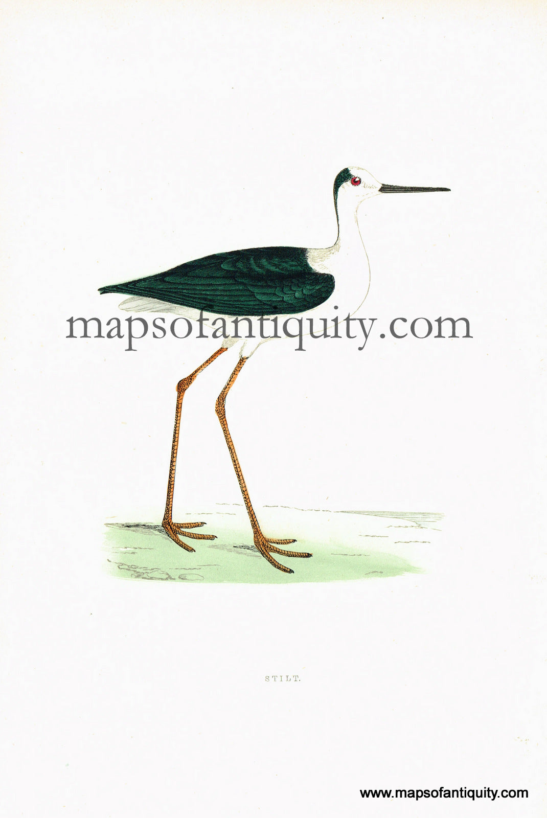 Antique-Hand-Colored-Engraved-Illustration-Stilt-Antique-Prints-Natural-History-Birds-c.-1880-Morris-Maps-Of-Antiquity