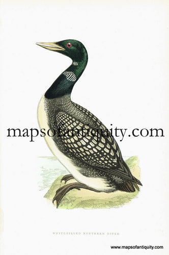 Antique-Hand-Colored-Engraved-Illustration-White-billed-Northern-Diver-Antique-Prints-Natural-History-Birds-c.-1880-Morris-Maps-Of-Antiquity