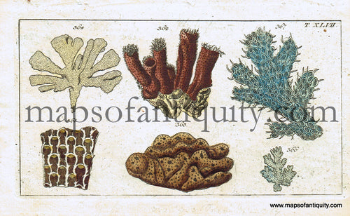 Antique-Hand-Colored-Engraved-Illustration-Corals-Antique-Prints-Natural-History-Sea-Shells-1799-Wilhelm-Maps-Of-Antiquity