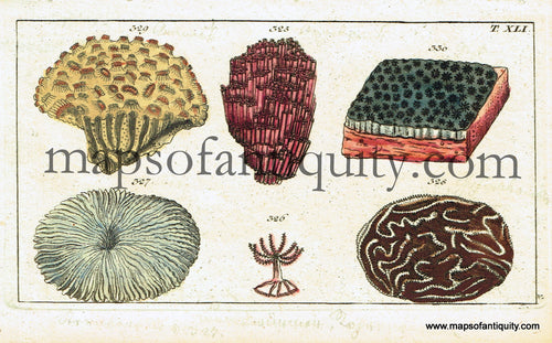 Antique-Hand-Colored-Engraved-Illustration-Corals-Antique-Prints-Natural-History-Sea-Shells-1799-Wilhelm-Maps-Of-Antiquity