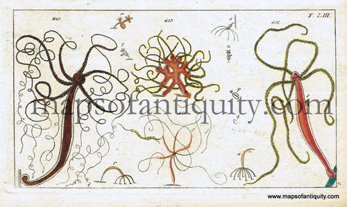 Antique-Hand-Colored-Engraved-Illustration-Sea-Stars-Antique-Prints-Natural-History-Sea-Shells-1799-Wilhelm-Maps-Of-Antiquity