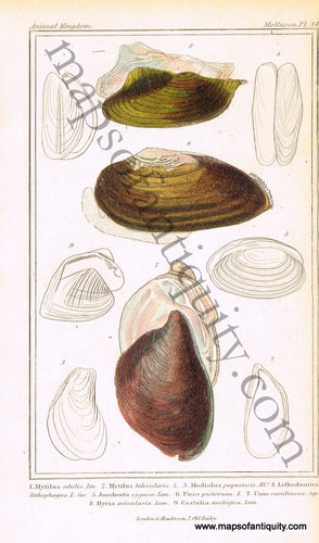 Antique-Hand-Colored-Engraved-Illustration-Sea-Shells-Antique-Prints-Natural-History-Sea-Shells-c.-1830-Cuvier-Maps-Of-Antiquity