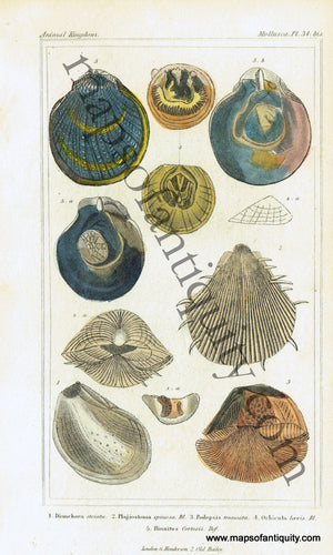 Antique-Hand-Colored-Engraved-Illustration-Sea-Shells-Antique-Prints-Natural-History-Sea-Shells-c.-1830-Cuvier-Maps-Of-Antiquity