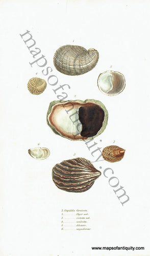 Antique-Hand-Colored-Engraved-Illustration-Slipper-Shells-Antique-Prints-Natural-History-Sea-Shells-c.-1830--Maps-Of-Antiquity