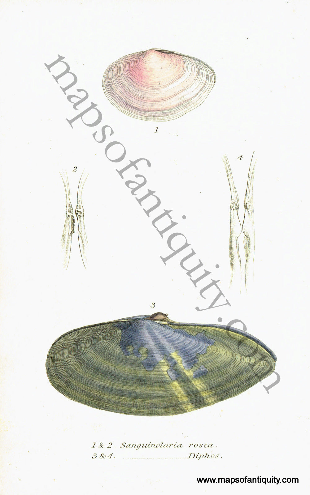 Antique-Hand-Colored-Engraved-Illustration-Saltwater-Clams-Antique-Prints-Natural-History-Sea-Shells-c.-1830--Maps-Of-Antiquity