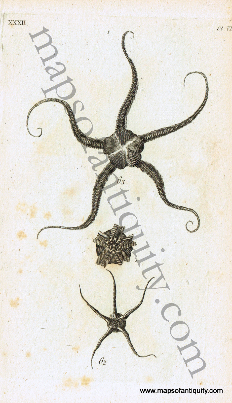 Antique-Black-and-White-Engraved-Illustration-Sea-Stars-Antique-Prints-Natural-History-Sea-Shells-c.-1760--Maps-Of-Antiquity