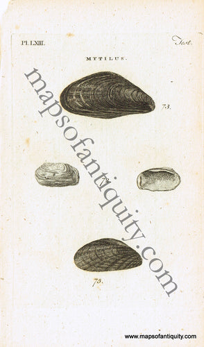 Antique-Black-and-White-Engraved-Illustration-Mytilus-Shells-Antique-Prints-Natural-History-Sea-Shells-c.-1760--Maps-Of-Antiquity